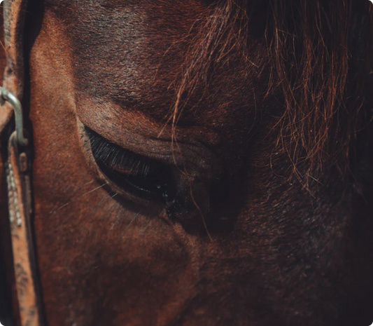 Massagepistol på hästen är ett effektivt sätt att massera.